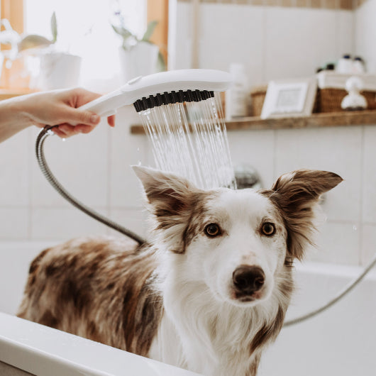 The Hansgrohe Dog Showerhead